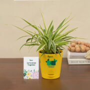 Ugaoo Spider Plant Gift Hamper