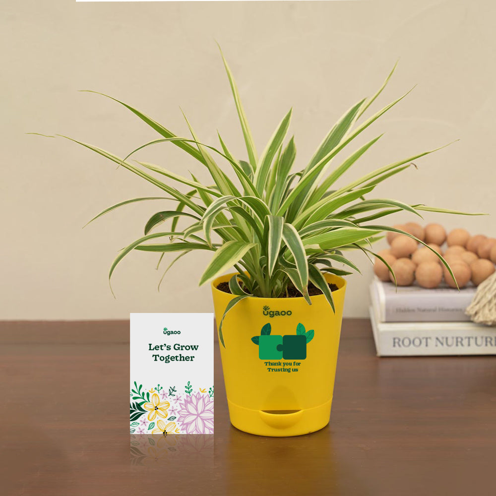 Ugaoo Spider Plant Gift Hamper
