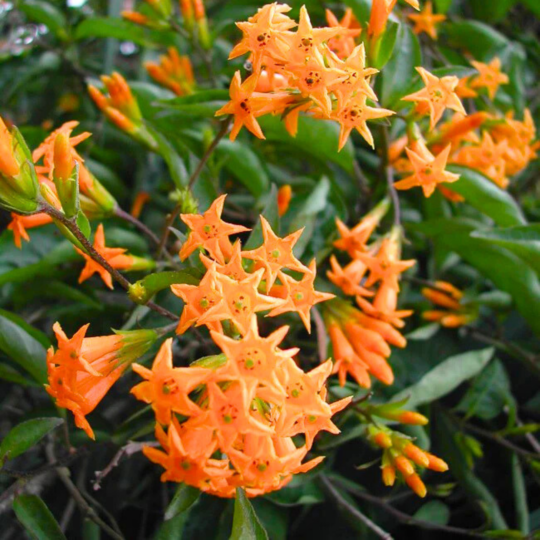 MR Night Blooming Jasmine Orange (Cestrum aurantiacum) Rare Flowering Live Plant