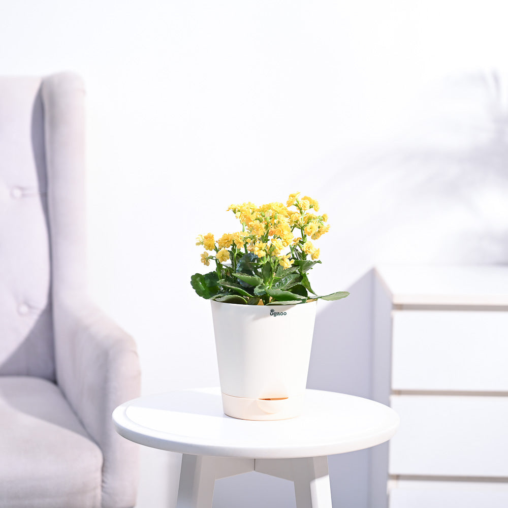 Ugaoo Kalanchoe Plant - Yellow - view 8