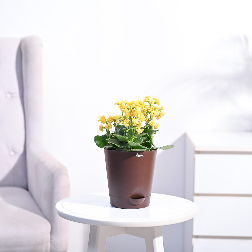 Ugaoo Kalanchoe Plant - Yellow - view 33
