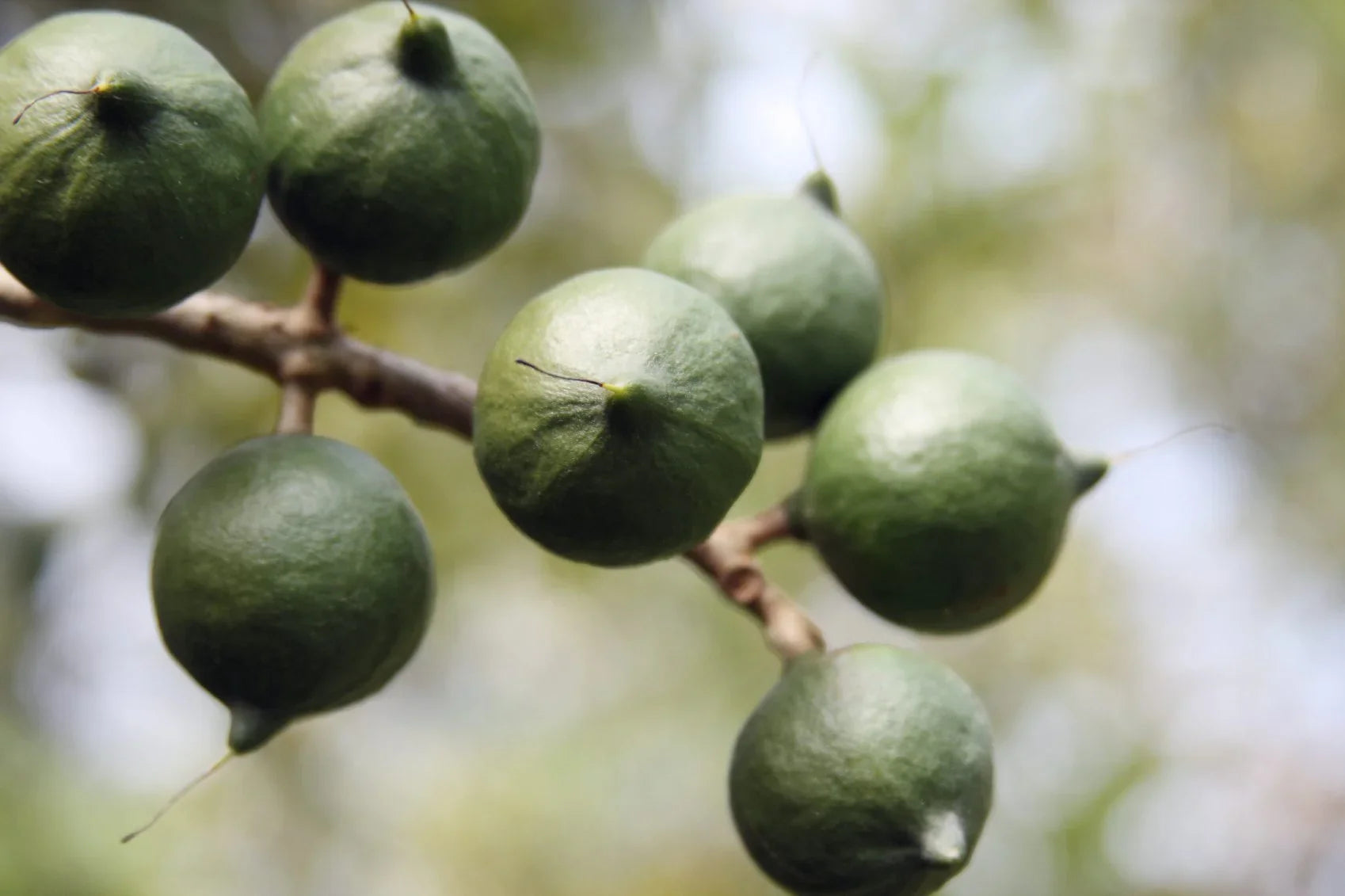 MR Macadamia Nut Fruit Live Plant - view 5