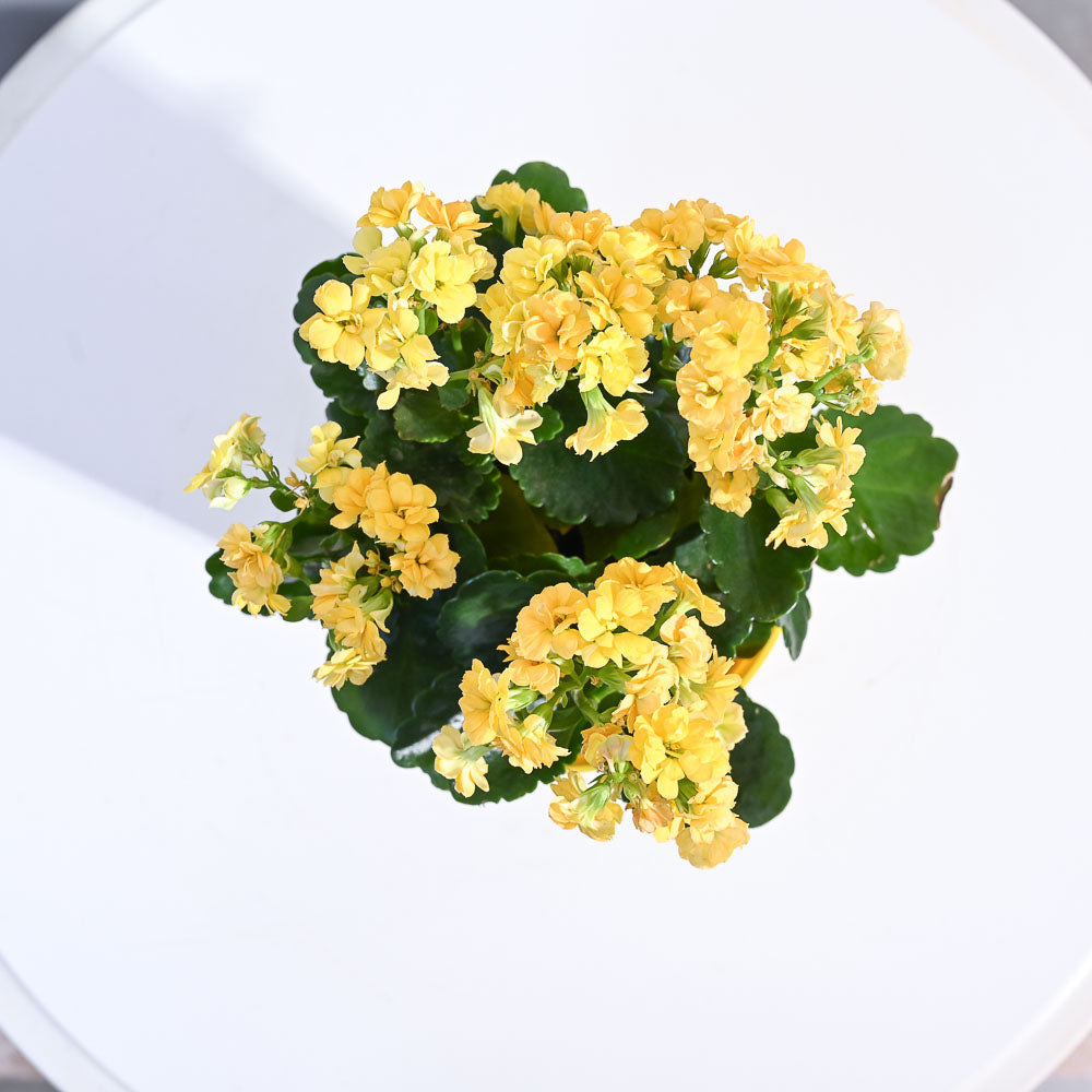 Ugaoo Kalanchoe Plant - Yellow - view 16