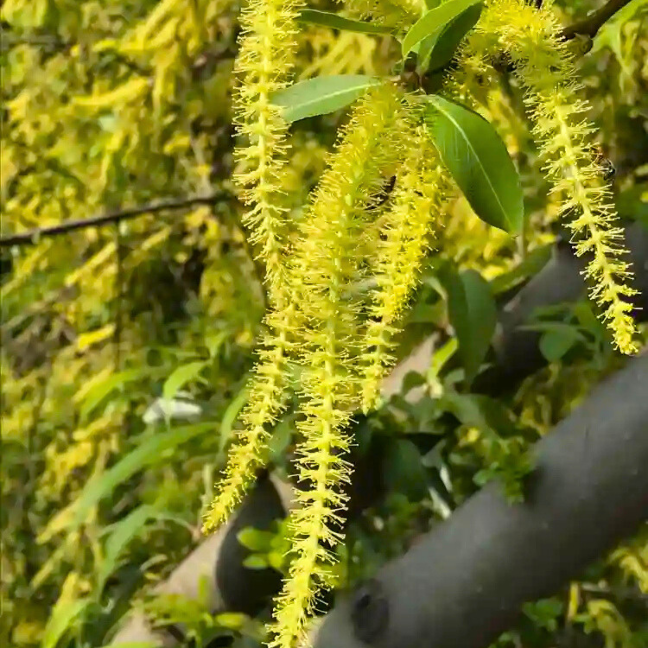 MR Indian Willow (Salix tetrasperma) Medicinal Live Plant - view 3