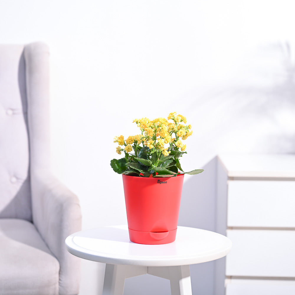 Ugaoo Kalanchoe Plant - Yellow - view 18