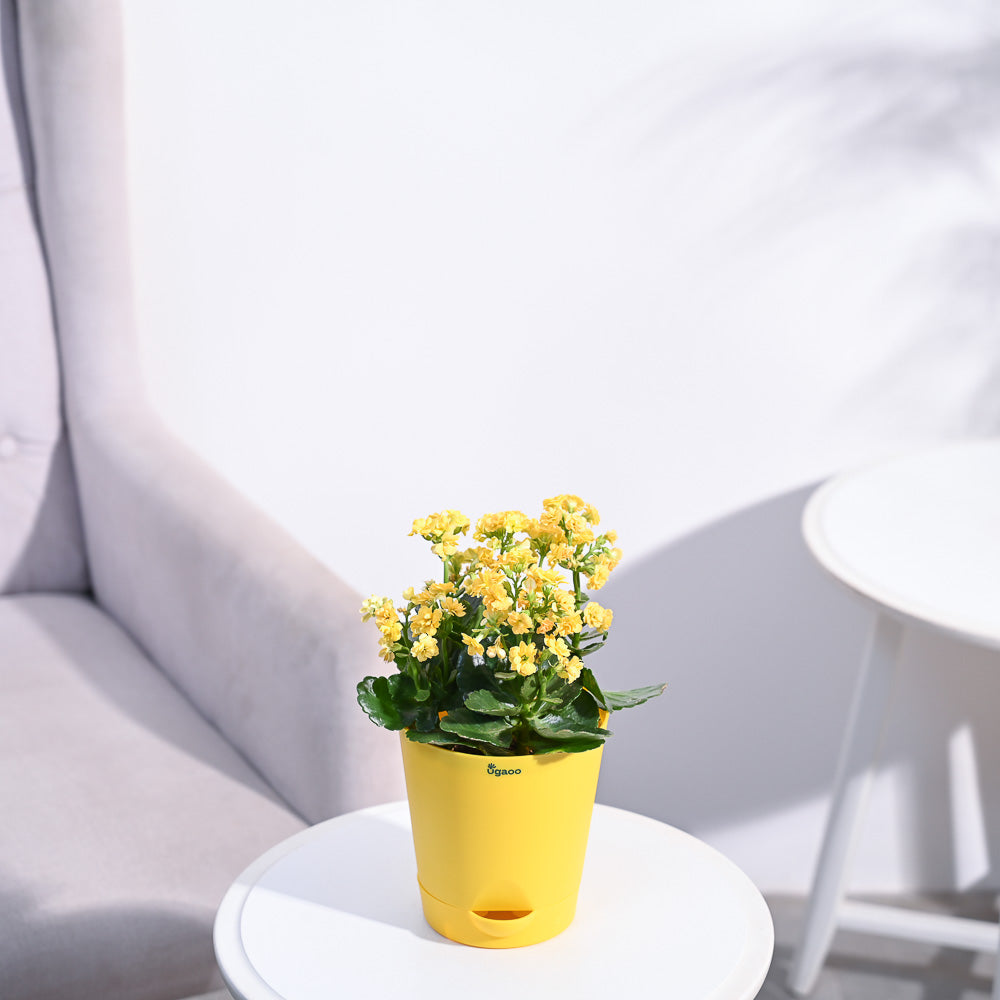 Ugaoo Kalanchoe Plant - Yellow - view 62