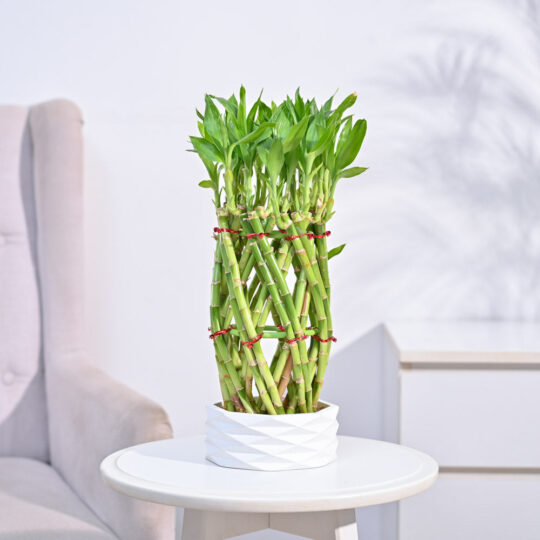 Ugaoo Pineapple Lucky Bamboo Plant