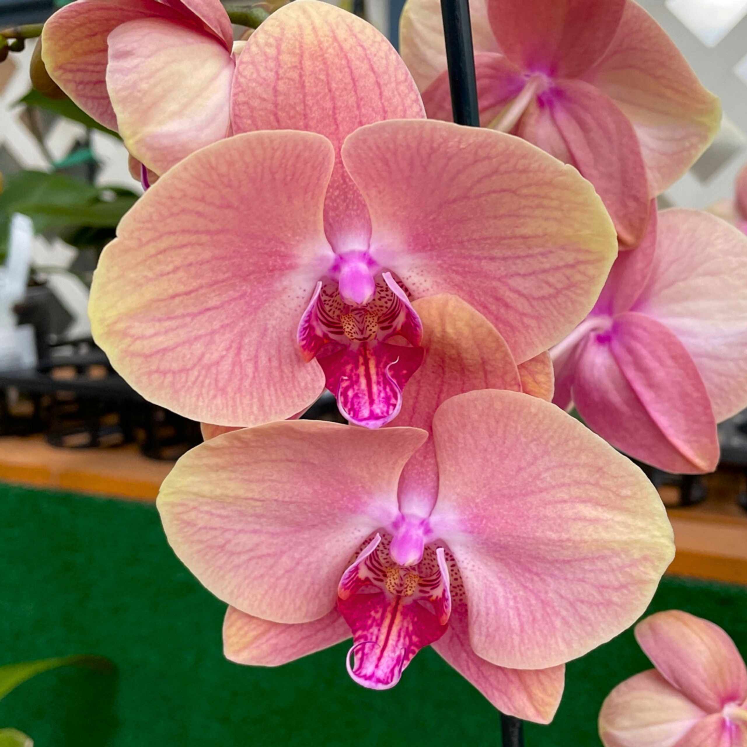 DZ Phalaenopsis Midsummer Night - Blooming Size - view 4