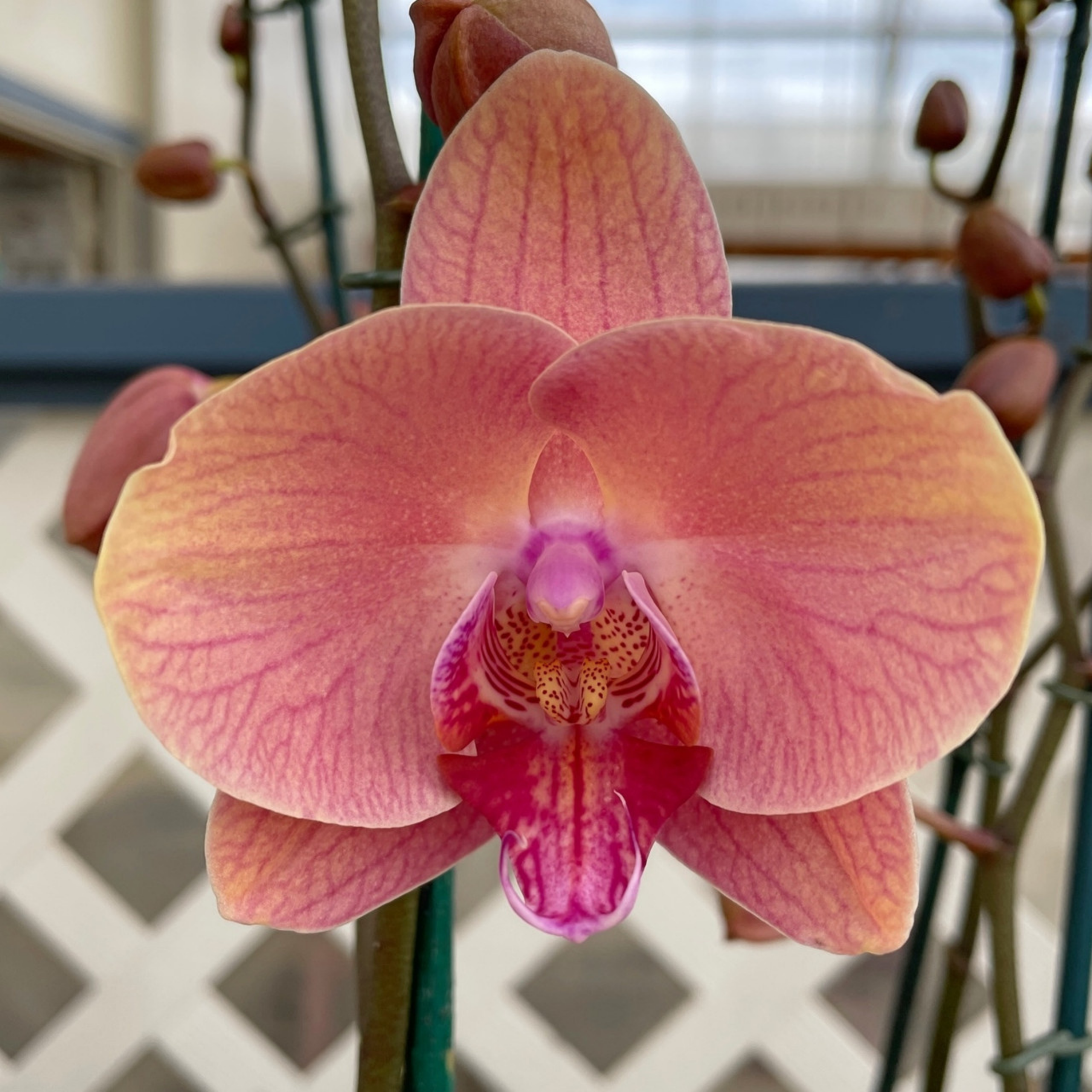 DZ Phalaenopsis Midsummer Night - Blooming Size