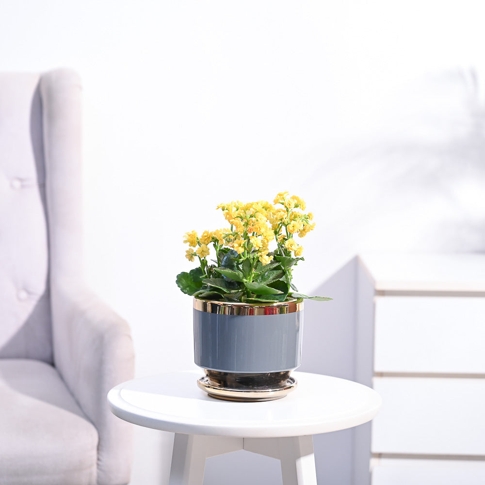 Ugaoo Kalanchoe Plant - Yellow - view 97