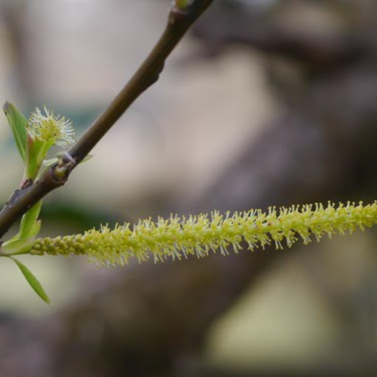MR Indian Willow (Salix tetrasperma) Medicinal Live Plant - view 2