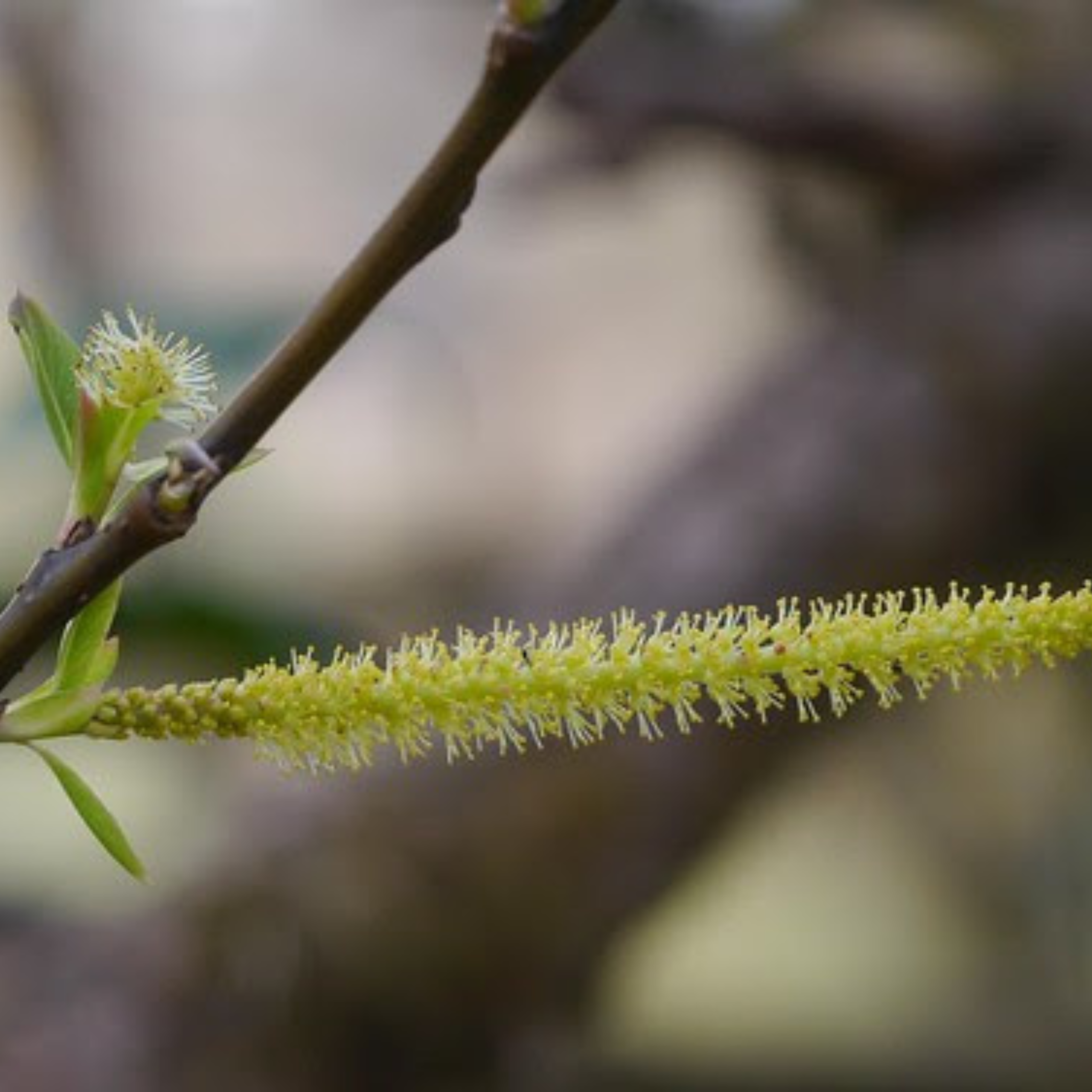 MR Indian Willow (Salix tetrasperma) Medicinal Live Plant - view 2