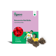Ugaoo Ranunculus Red Bulbs