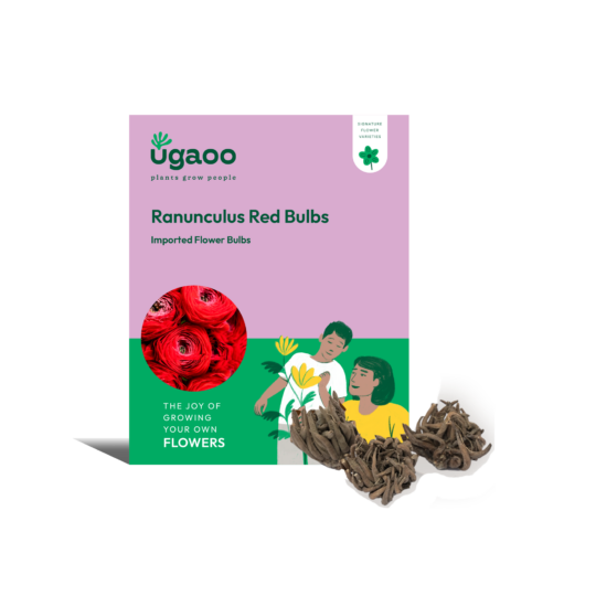 Ugaoo Ranunculus Red Bulbs