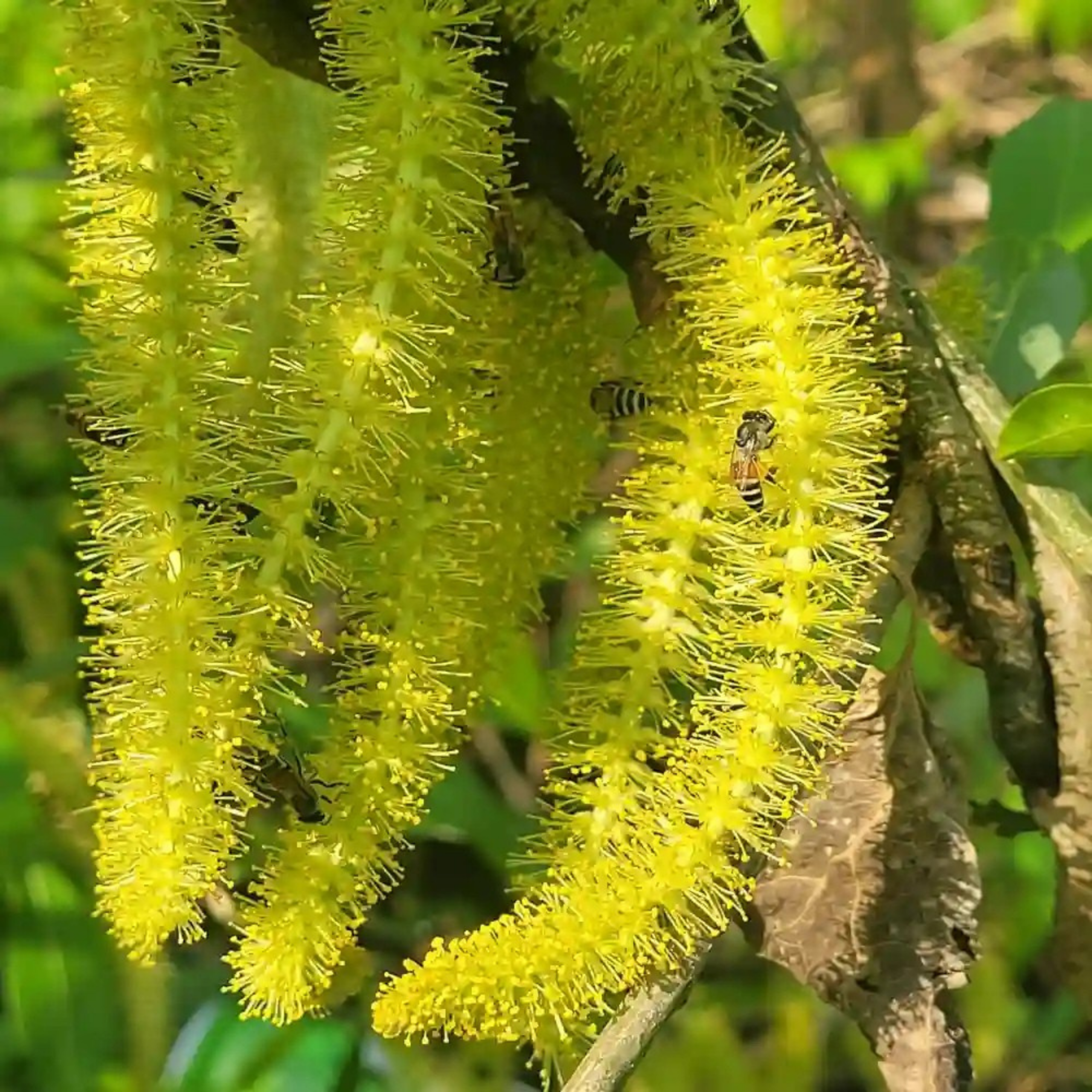 MR Indian Willow (Salix tetrasperma) Medicinal Live Plant - view 4