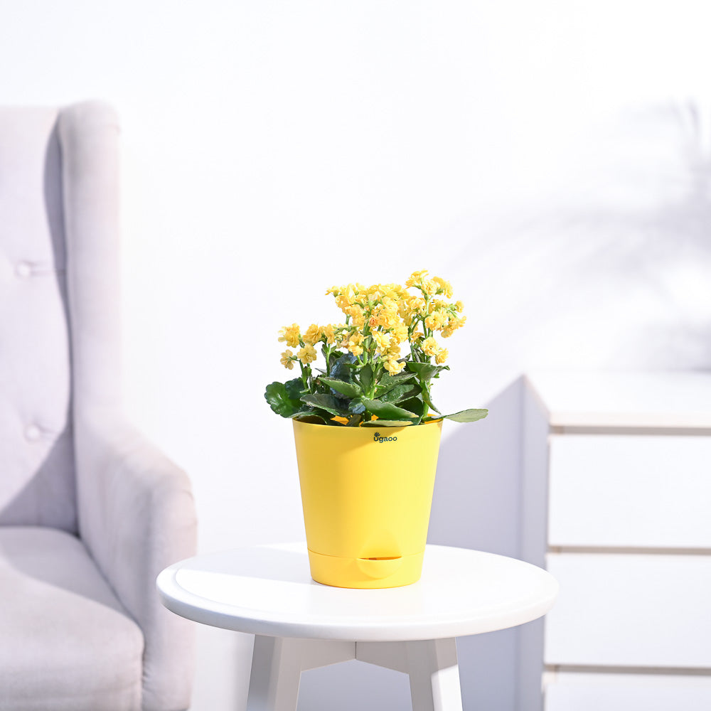 Ugaoo Kalanchoe Plant - Yellow - view 23