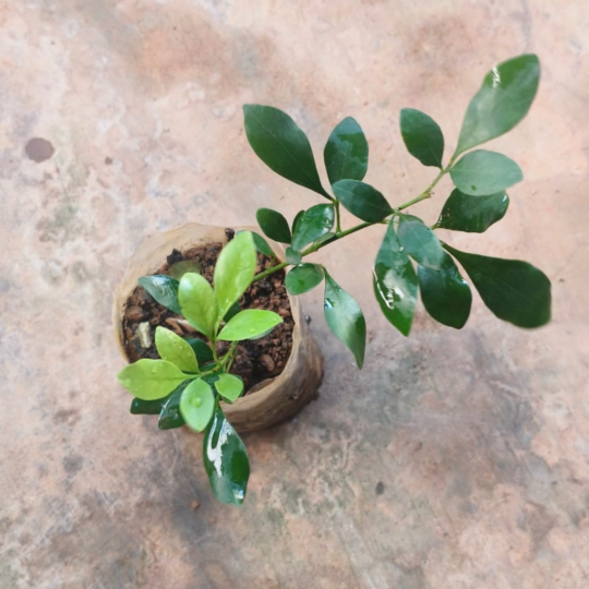 MR Chinese Perfume (Aglaia odorata) Flowering Live Plant - view 2