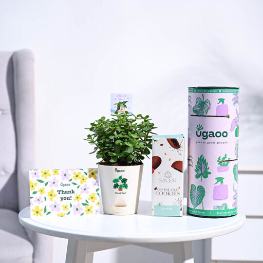 Ugaoo Jade Mini Thank you Gift Hamper