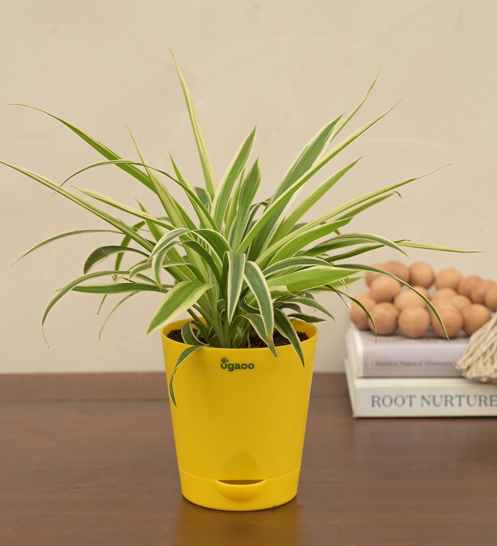 Ugaoo Spider Plant Gift Hamper - view 3