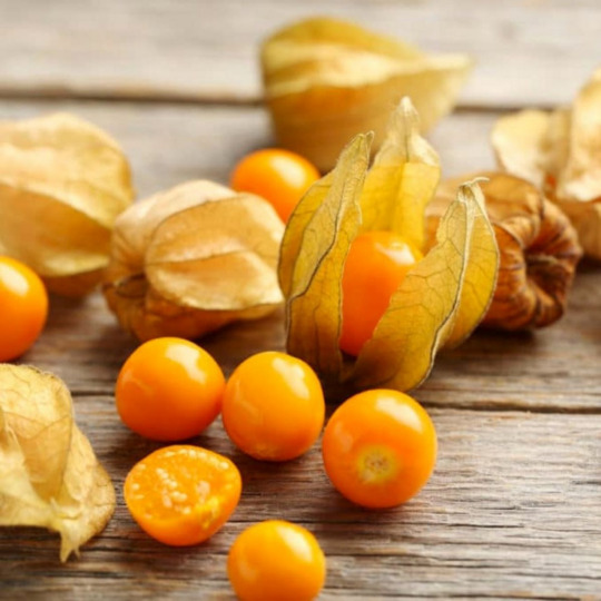 MR Golden Berry / Cape Gooseberry (Physalis peruviana) Rare Fruit Live Plant