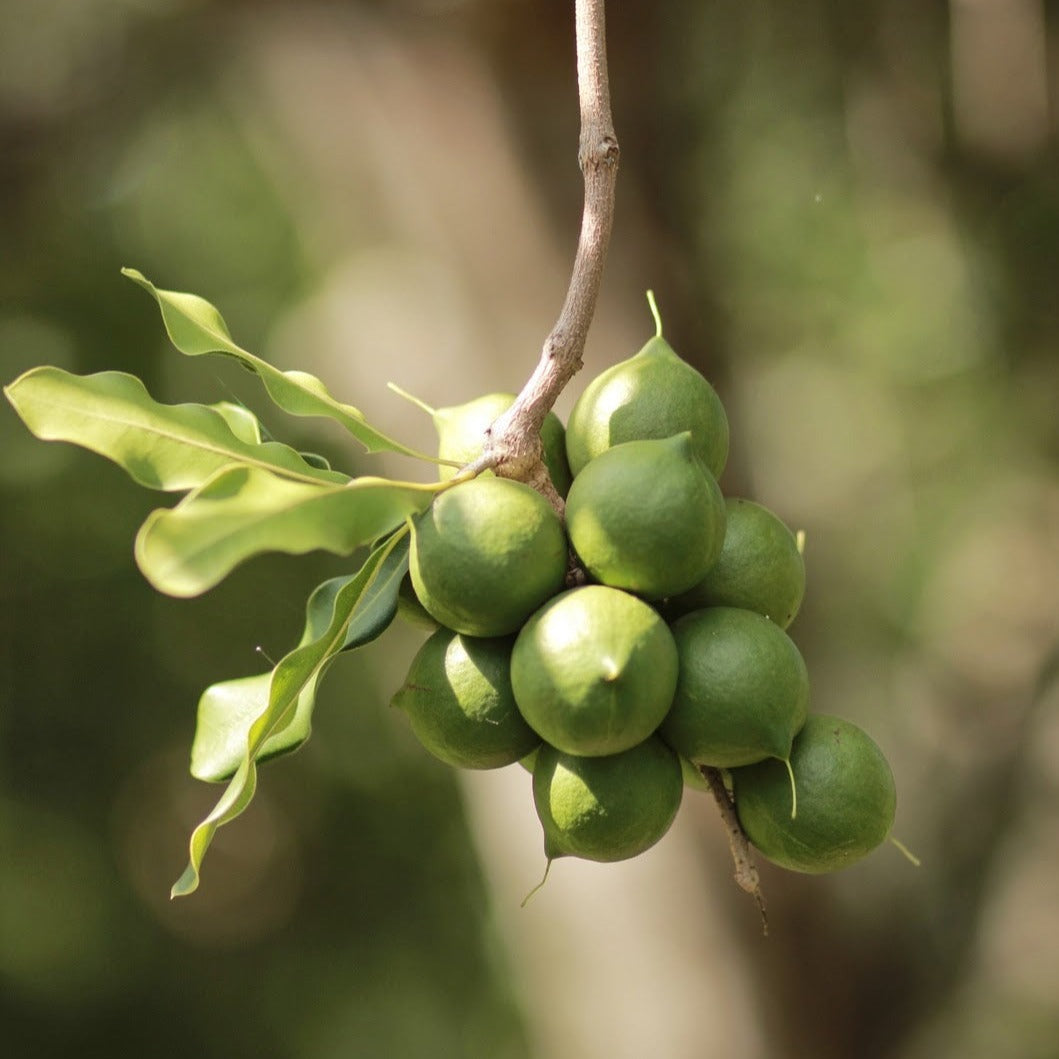 MR Macadamia Nut Fruit Live Plant