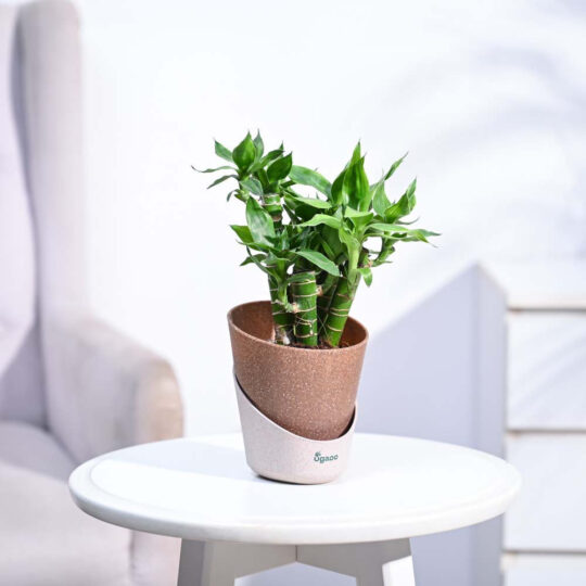 Ugaoo Lotus Lucky Bamboo 5 Sticks