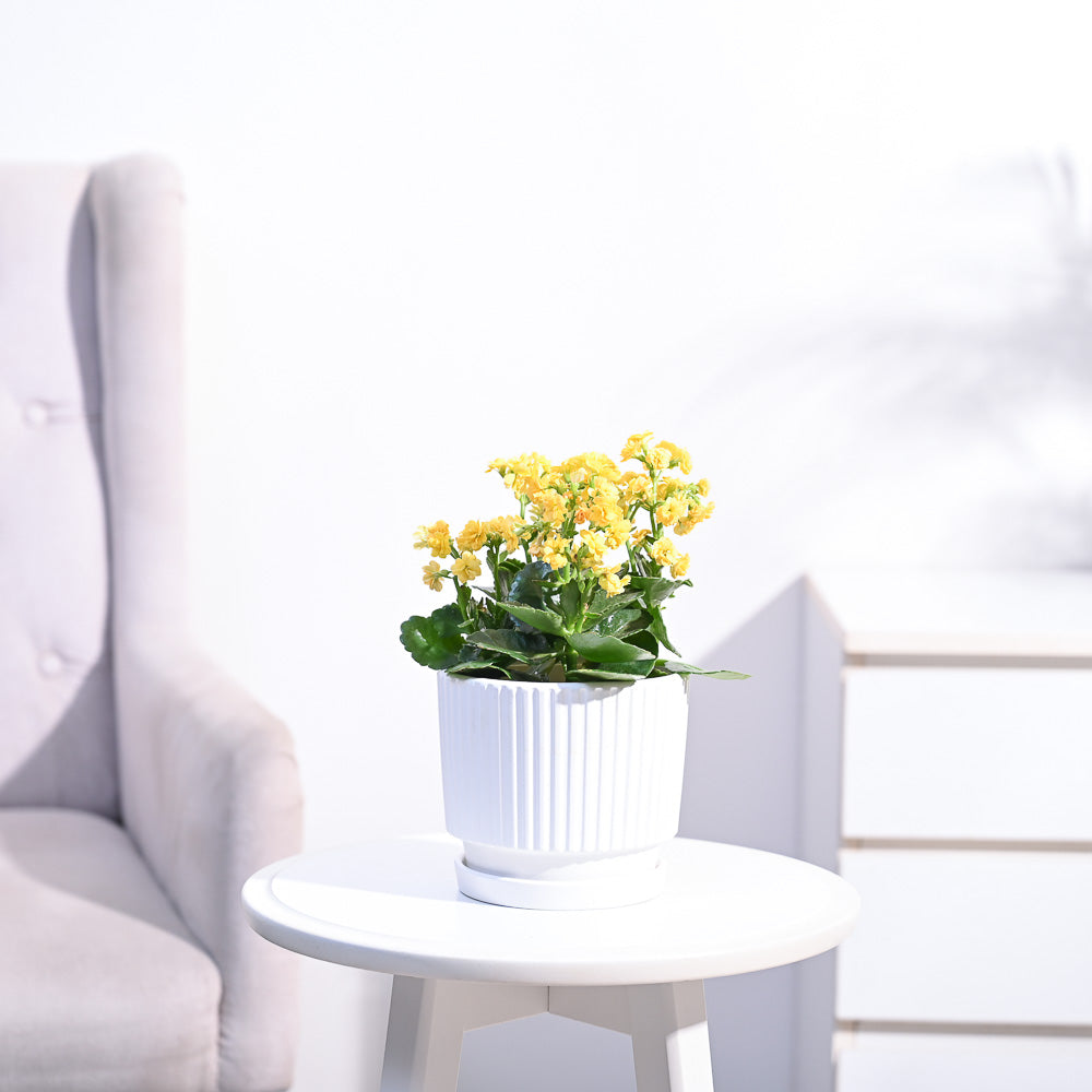 Ugaoo Kalanchoe Plant - Yellow - view 82