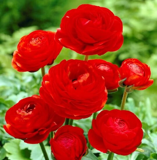 Ugaoo Ranunculus Red Bulbs - view 2