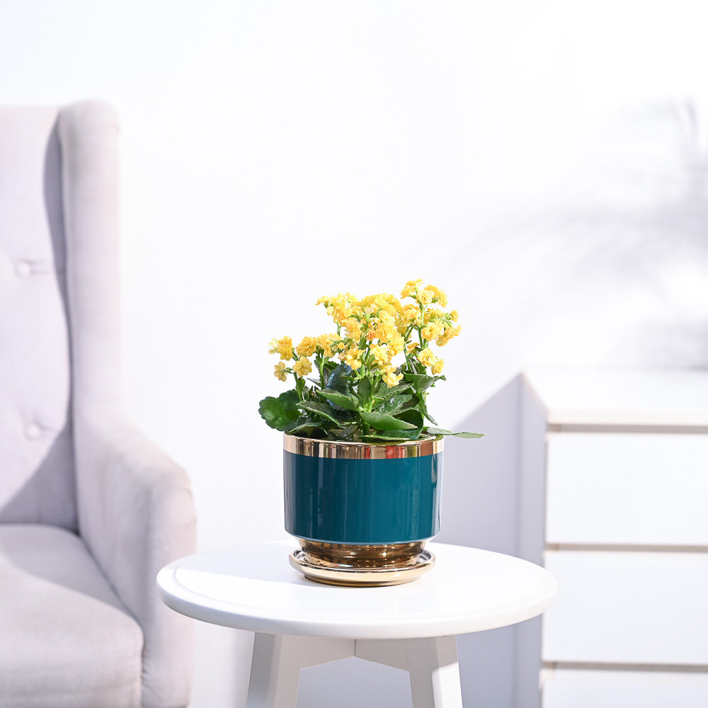 Ugaoo Kalanchoe Plant - Yellow - view 87