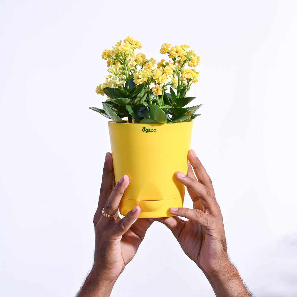 Ugaoo Kalanchoe Plant - Yellow - view 45