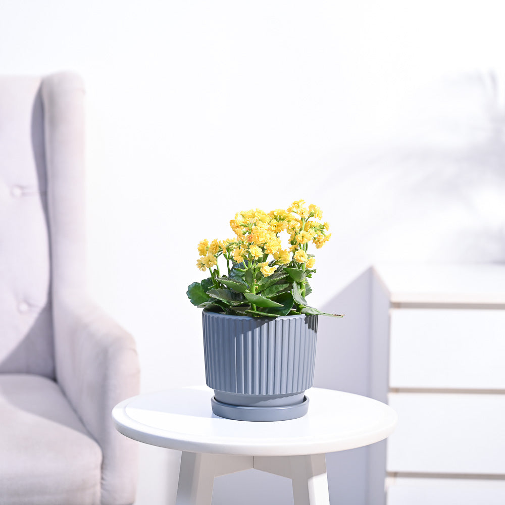 Ugaoo Kalanchoe Plant - Yellow - view 77