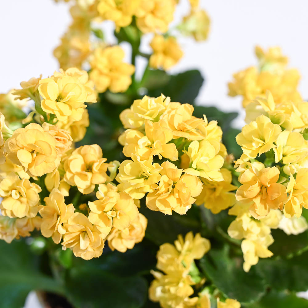 Ugaoo Kalanchoe Plant - Yellow - view 68