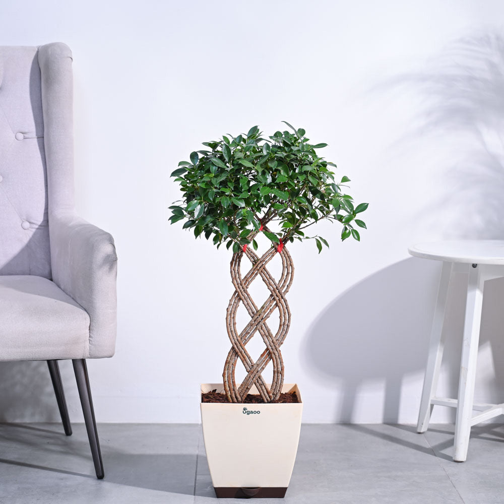 Ugaoo Ficus Netted Microcarpa