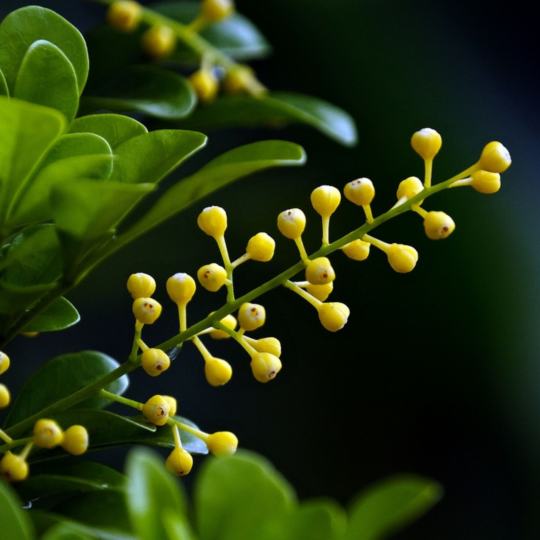 MR Chinese Perfume (Aglaia odorata) Flowering Live Plant