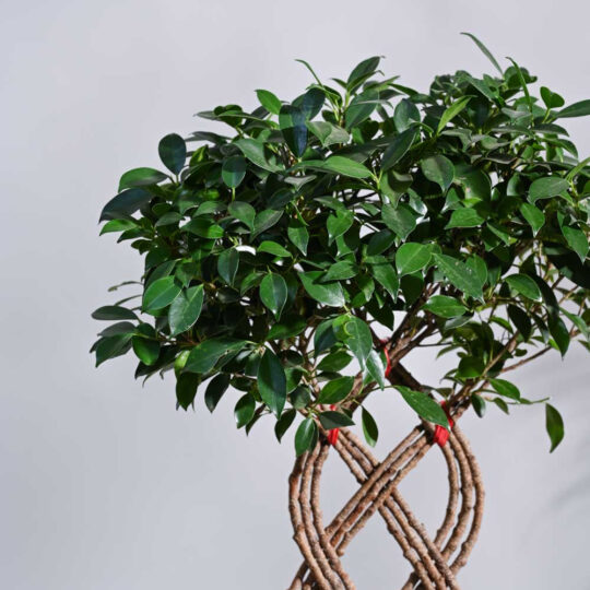 Ugaoo Ficus Netted Microcarpa - view 2