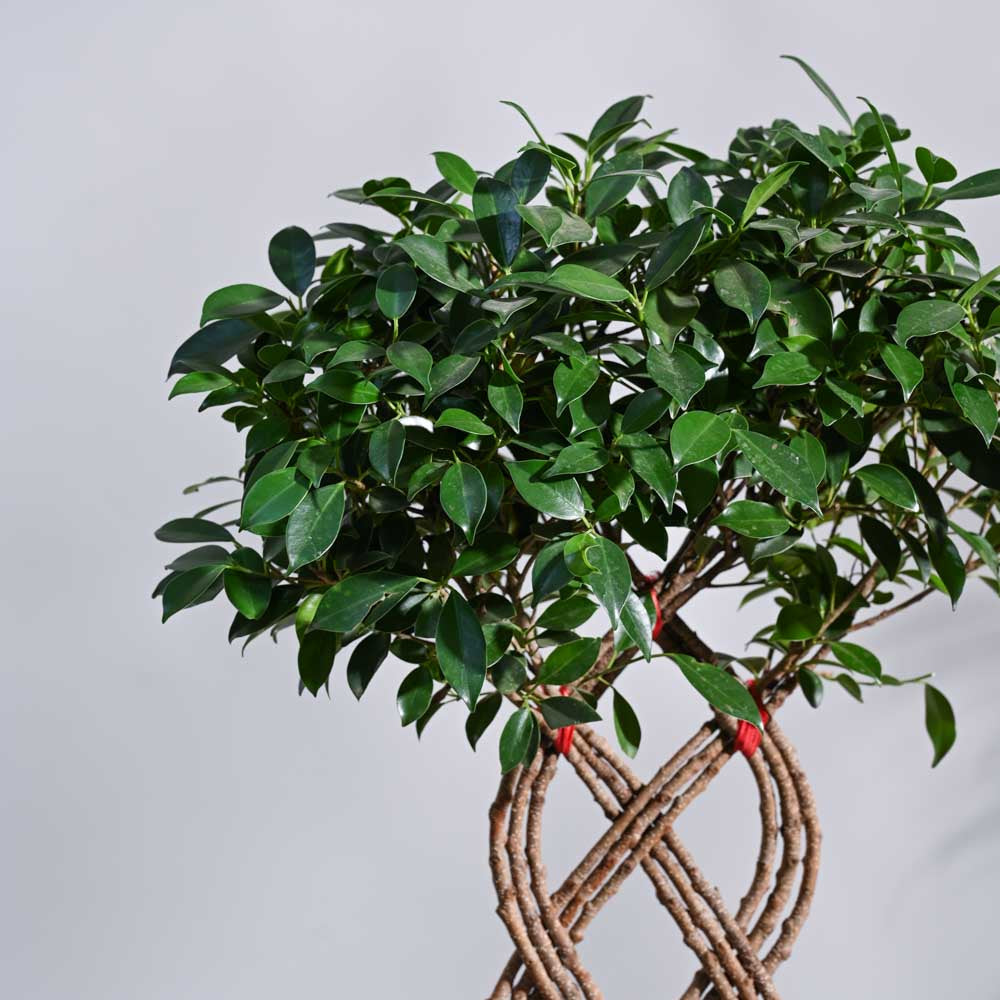 Ugaoo Ficus Netted Microcarpa - view 2