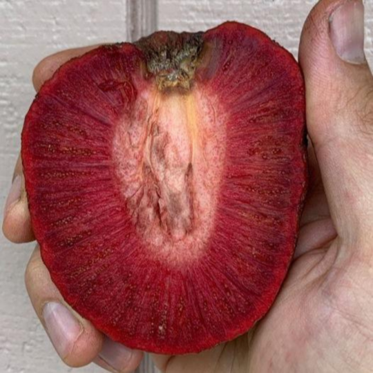 VL African Red Peach (Nauclea latifolia) Rare Fruit Live Plant - view 2