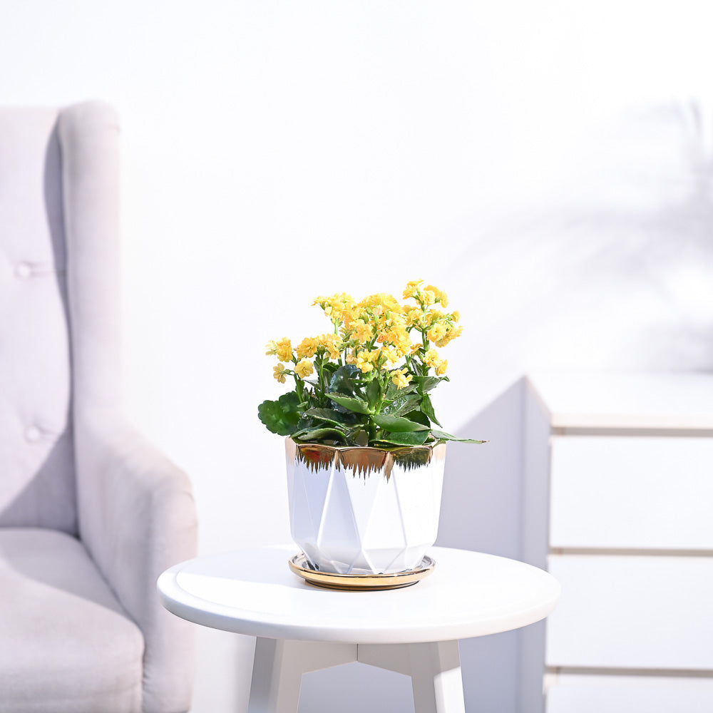 Ugaoo Kalanchoe Plant - Yellow - view 102