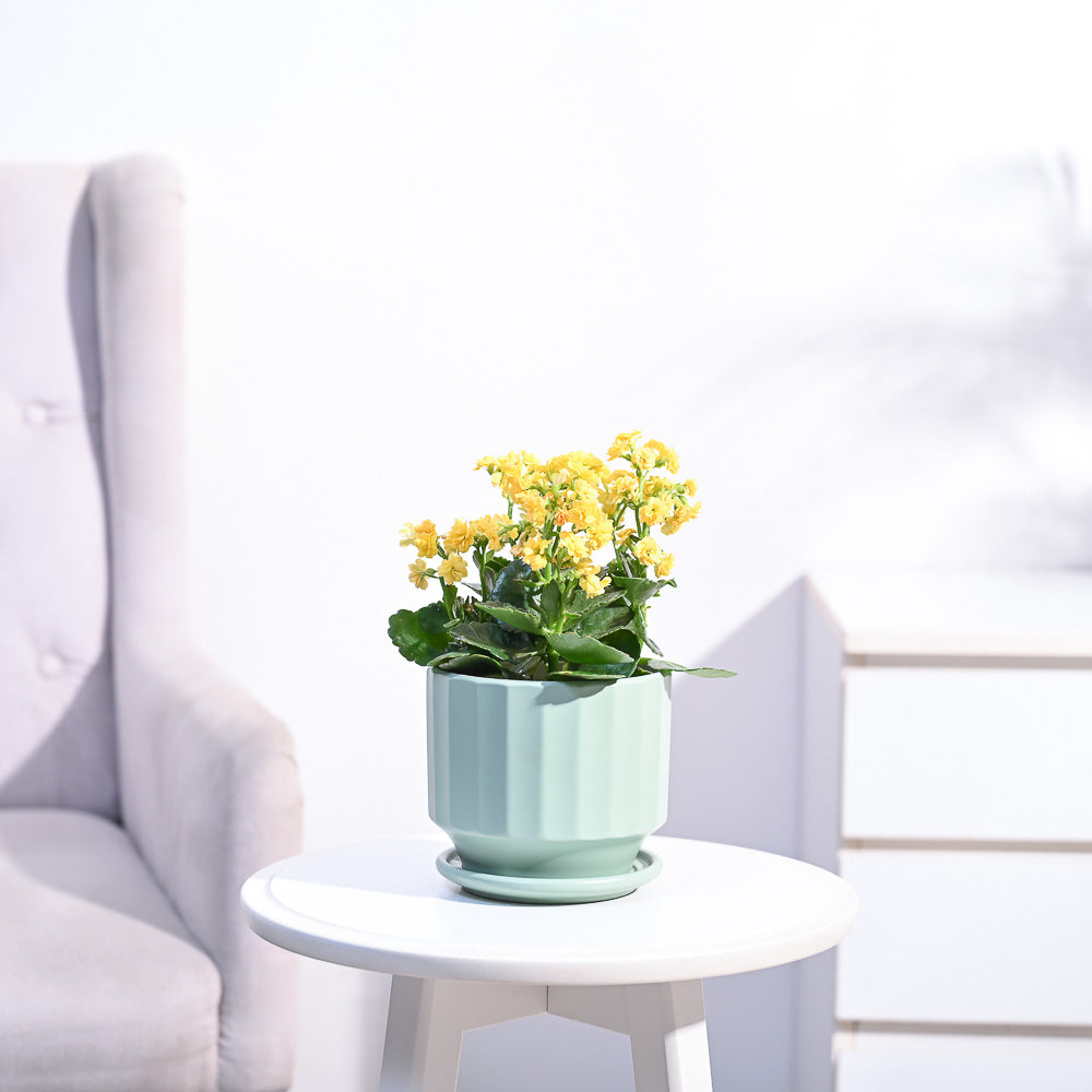 Ugaoo Kalanchoe Plant - Yellow - view 72