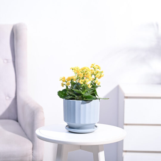 Ugaoo Kalanchoe Plant - Yellow