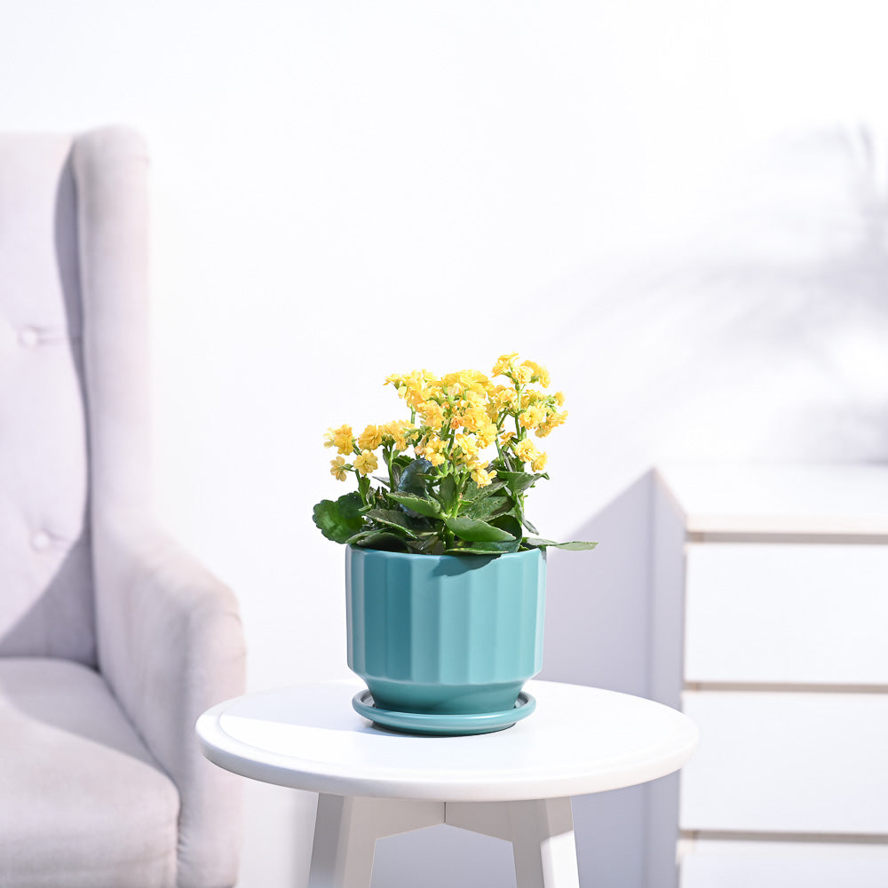 Ugaoo Kalanchoe Plant - Yellow - view 53