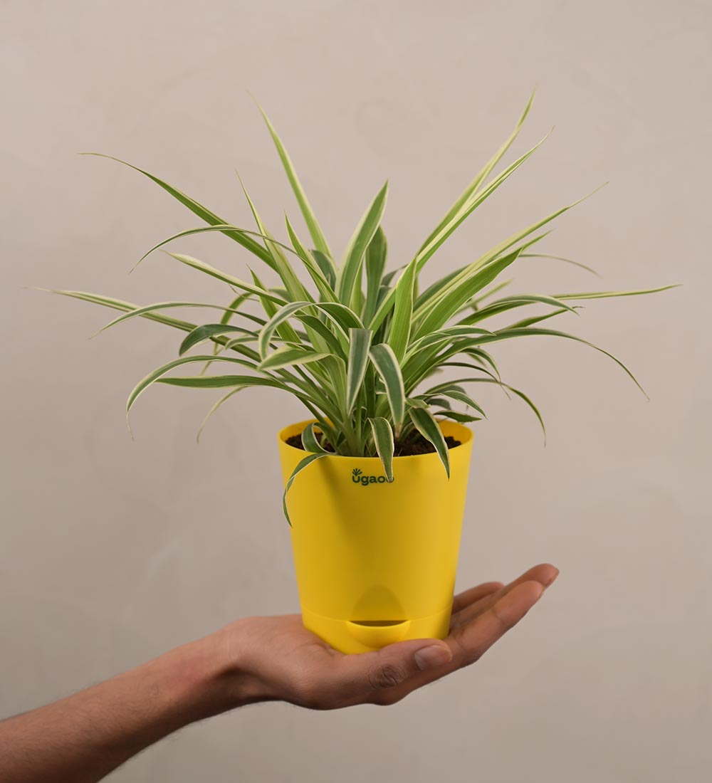 Ugaoo Spider Plant Gift Hamper - view 4