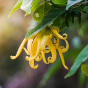 MR Langi Langi / Ylang Ylang (Cananga odorata) Rare Highly Fragrant Flowering Live Plant