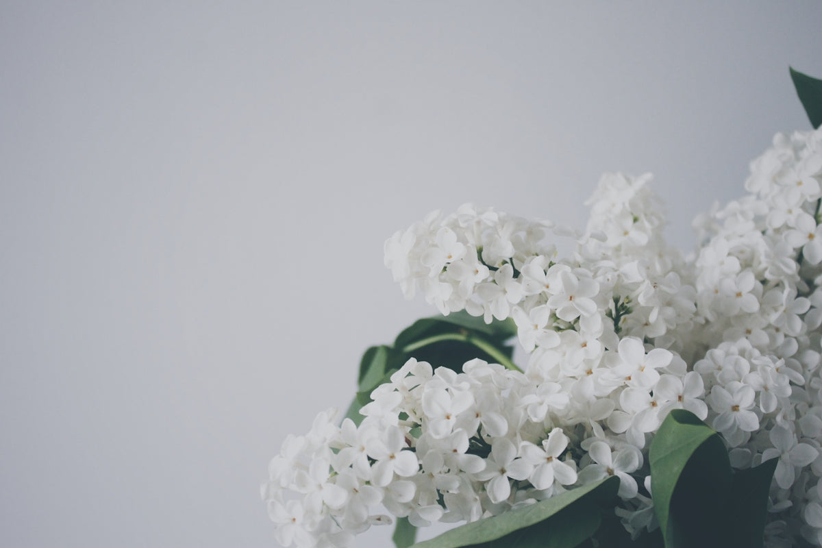 Elevate Special Occasions with the Dwarf Anthurium Andraeanum White Heart: A Guide to Flower Delivery in India for Birthdays and Weddings