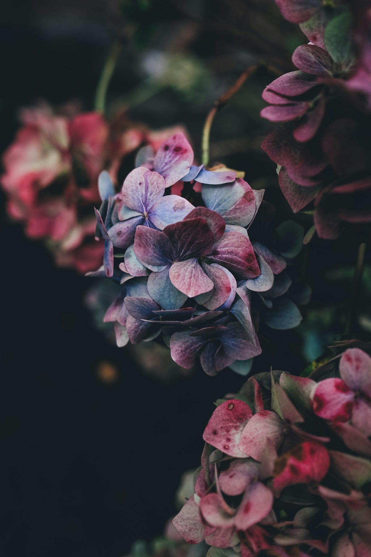 Exploring the Medicinal Wonders of Bahera Beach Almond Live Plant: A Guide to Wedding Floral Arrangements Valued Across India Valentine’s Day Surprises and Flower Deliveries for Every Occasion