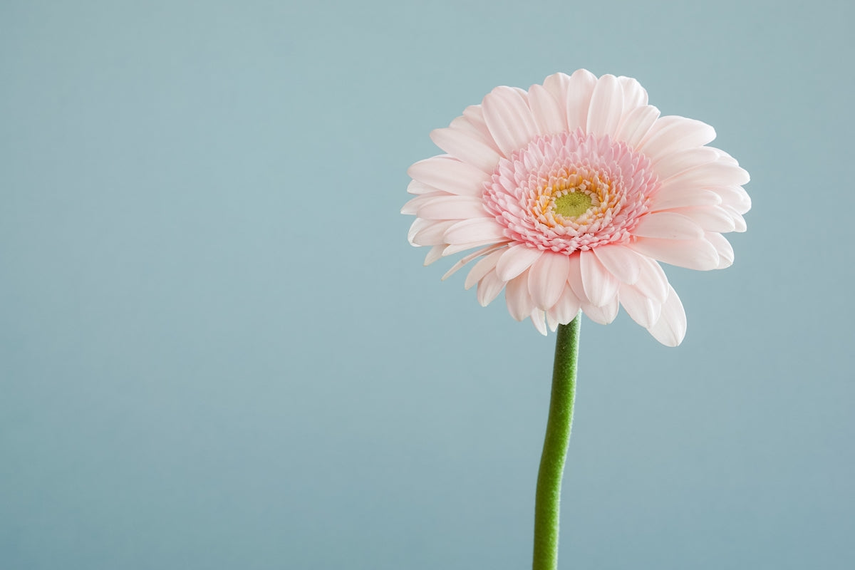 How to Impress with a Housewarming Party Flower Bouquet Using Online Flower Delivery in India