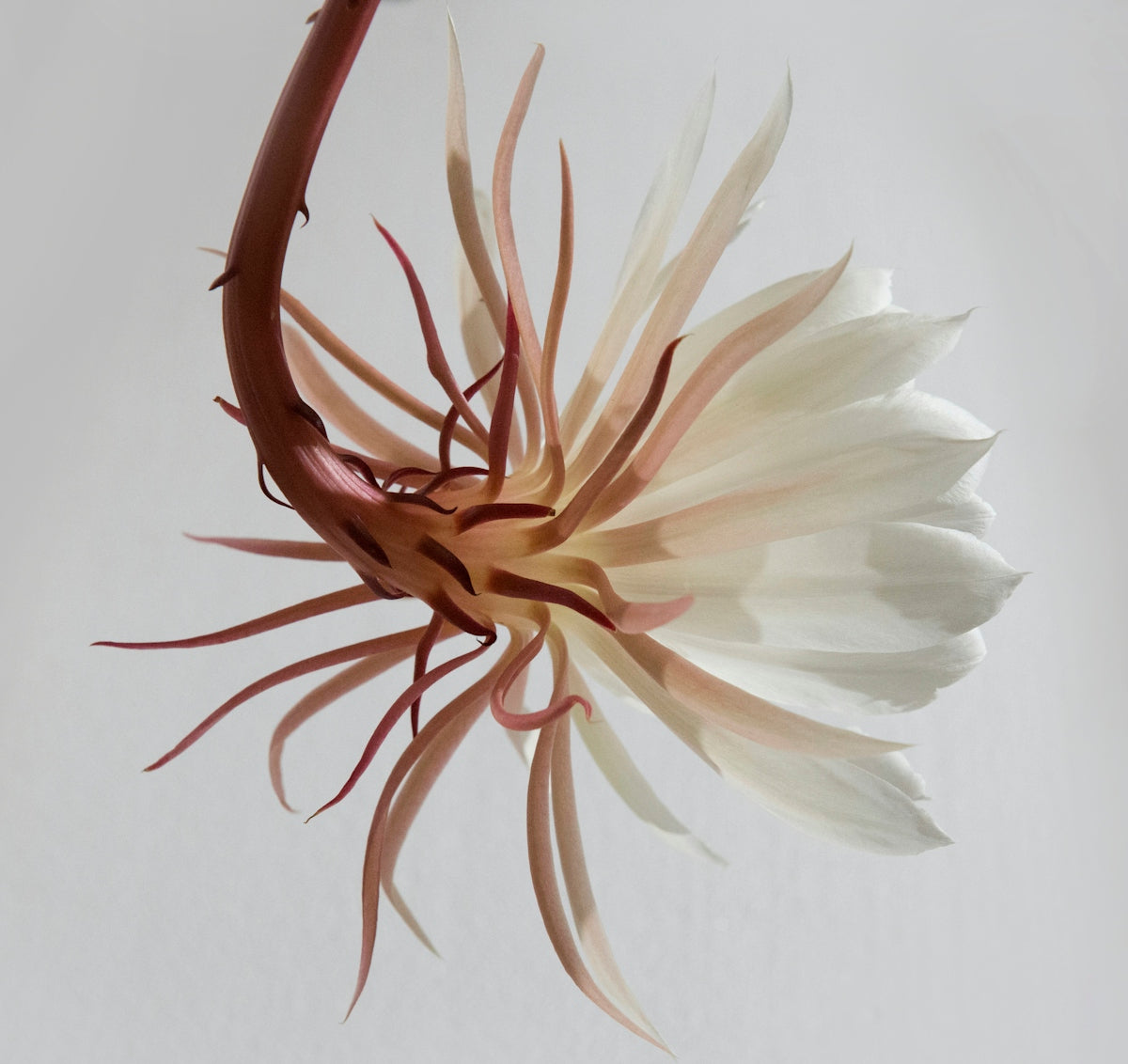 Nymphaea day glow – Enhance Your Celebrations with Nymphaea Day Glow: Master the Art of Sending Valentine's Day and Anniversary Flower Bouquets with Online Flower Delivery India Midnight Service And More