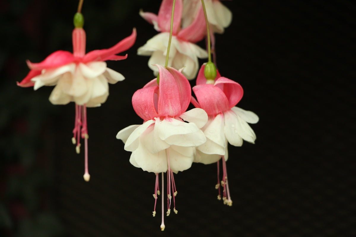 Discover the Unique Delights of First Fall Micro Lotus Tuber: A Guide to Online Flower Delivery India for Stunning Wedding Arrangements and Midnight Valentine’s Day Surprises