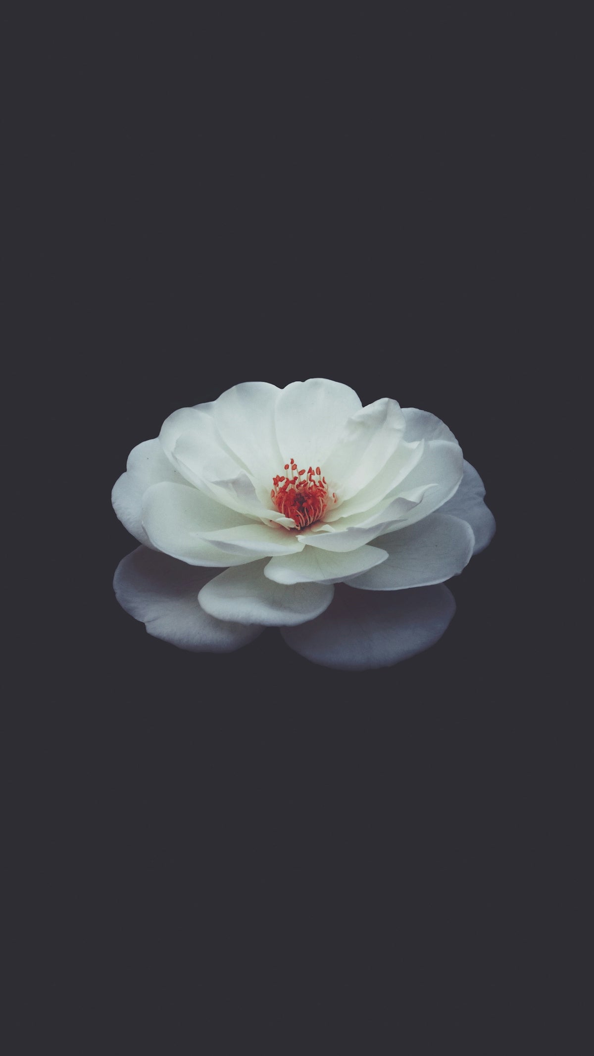 Explore the Timeless Elegance of White Hydrangea Flowers for Stunning Valentine’s Day Arrangements and Online Flower Delivery in India