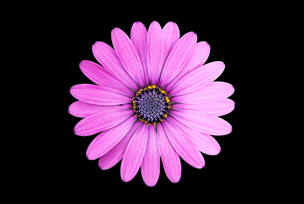 Online flower – Fresh Blossoms with Bahera: Online Flower Delivery Tips for Anniversary and Wedding Bouquets Near Me in India